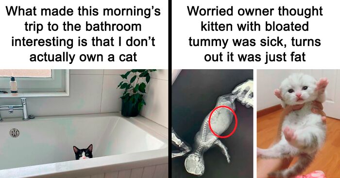 This Popular Instagram Account Shares Funny Cat Memes, And Here Are 80 Of The Very Best Ones