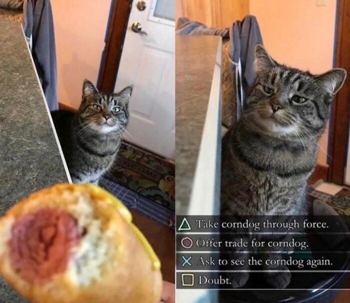 Cabbage-Cat-Memes