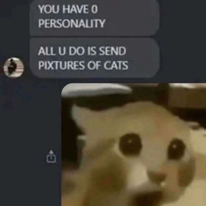 Cabbage-Cat-Memes