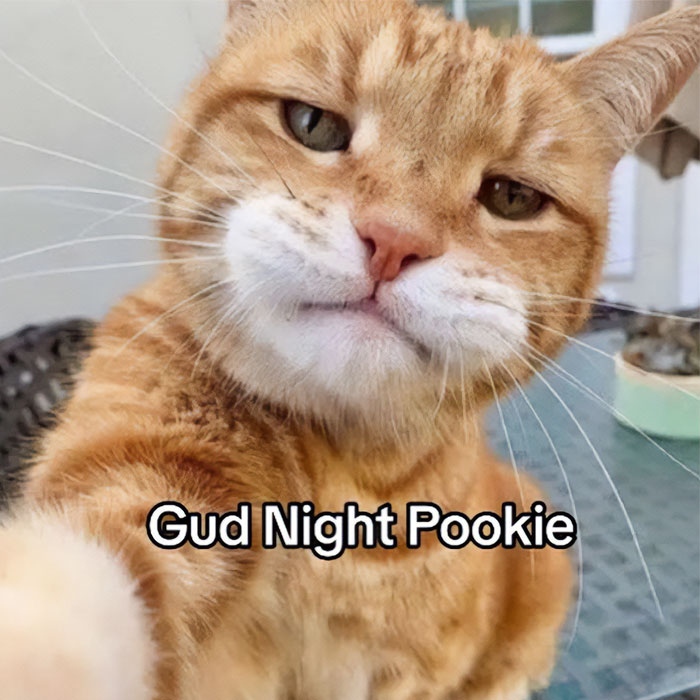 An orange cat picture with words on it: Gud Night Pookie