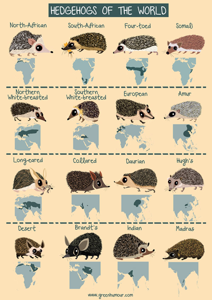 Hedgehogs Of The World