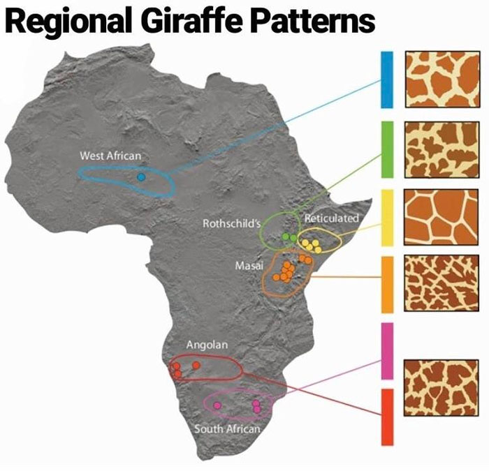 Never Noticed Giraffes Had Different Patterns