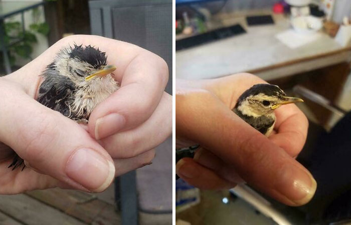 The Difference In Appearance Of This Nuthatch After I Found It vs. After A 2-Hour Nap In A Shoe Box