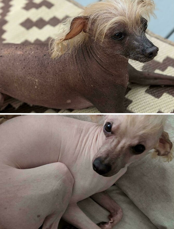 Hairless Dog Summer vs. Winter "Coat"