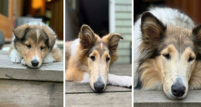 Evolución del hocico de un Collie