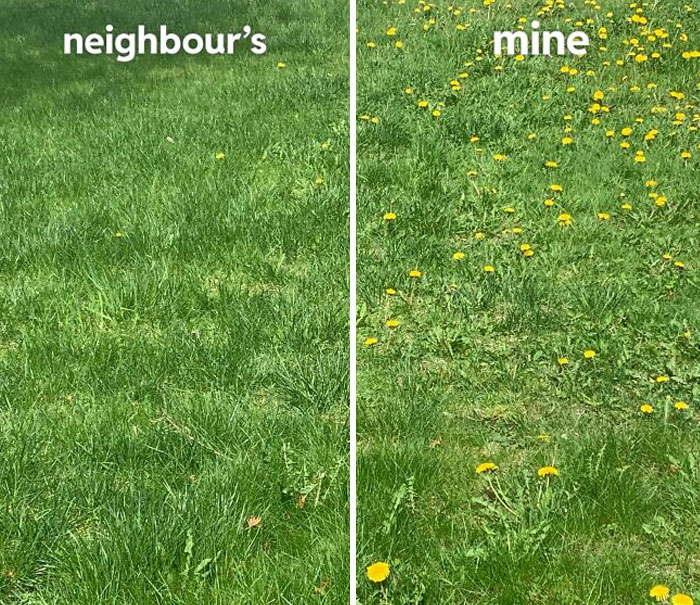 The Amount Of Dandelions On My Neighbor's Lawn vs. My Lawn (We Get Equal Sun)