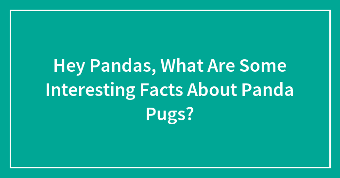 Hey Pandas, What Are Some Interesting Facts About Panda Pugs? (Closed)