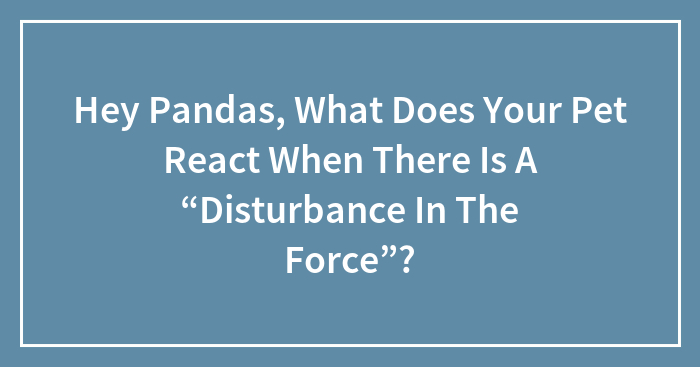 Hey Pandas, What Does Your Pet React When There Is A “Disturbance In The Force”? (Closed)