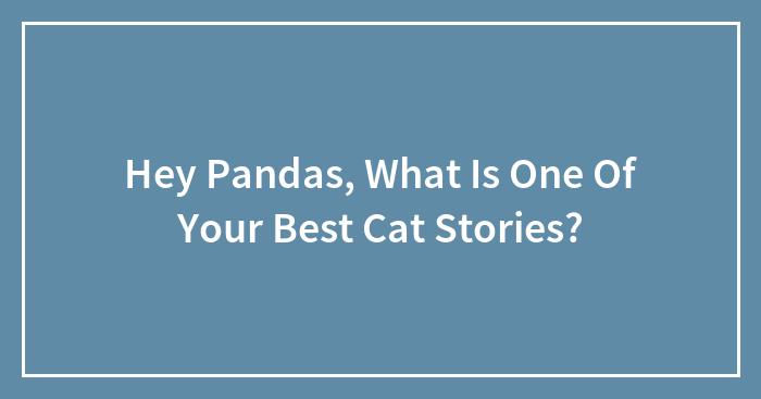 Hey Pandas, What Is One Of Your Best Cat Stories? (Closed)