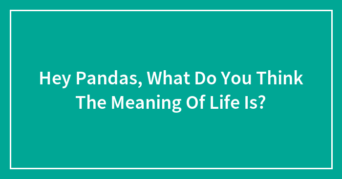 Hey Pandas, What Do You Think The Meaning Of Life Is?