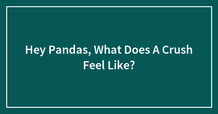 Hey Pandas, What Does A Crush Feel Like?