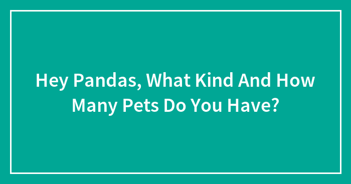 Hey Pandas, What Kind And How Many Pets Do You Have? (Closed)