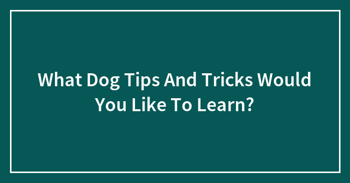 What Dog Tips And Tricks Would You Like To Learn?