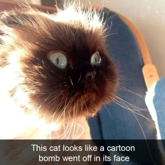 Hey Pandas, Show The Funniest Cat Meme You Can Think Of (Closed)