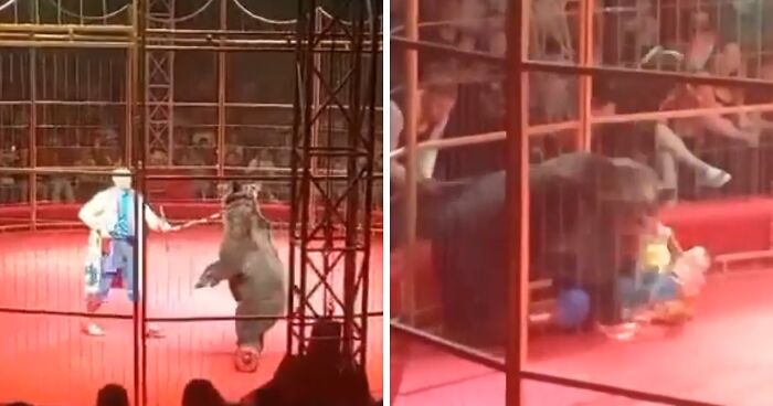 Hoverboard-Riding Circus Bear Attacks Handler On Stage In Front Of Horrified Crowd