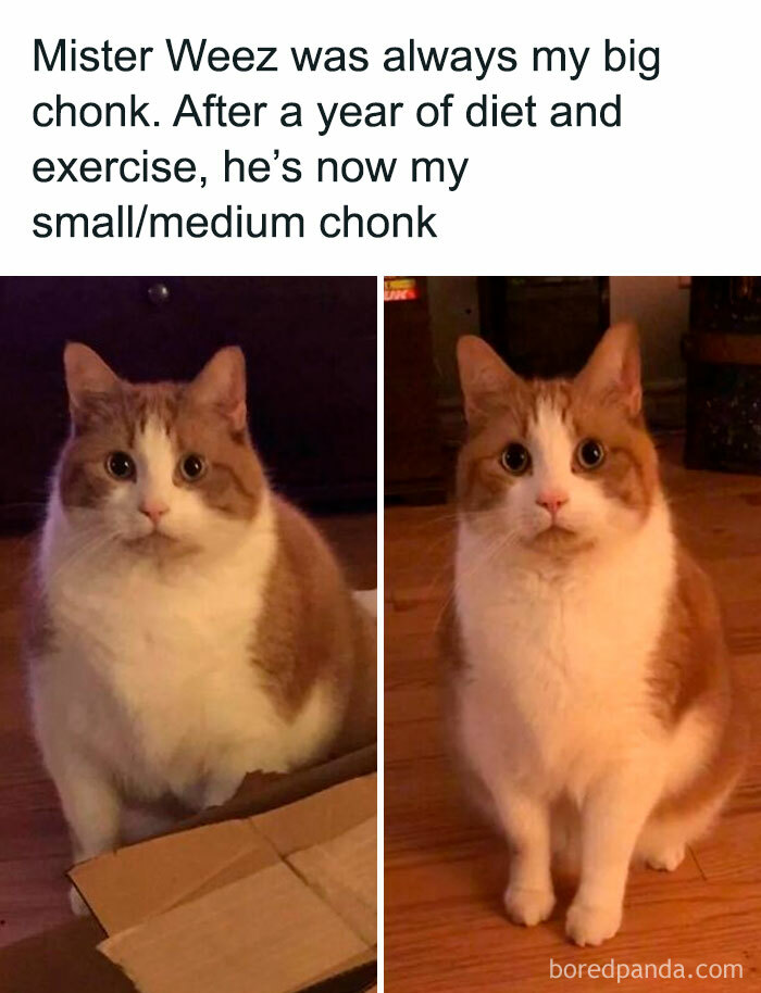 50 Times Cats Proved They re The Masters Of Meme Full Moments  As Seen On This IG Page - 23