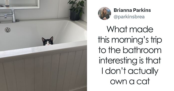 50 Times Cats Proved They’re The Masters Of Meme-Full Moments, As Seen On This IG Page