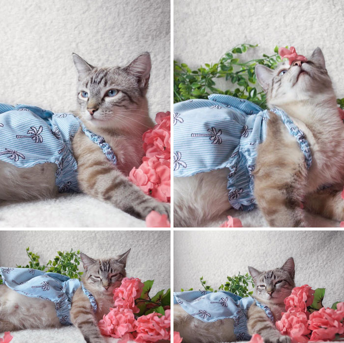 I Took Maternity Photos Of My Cat, Zelda