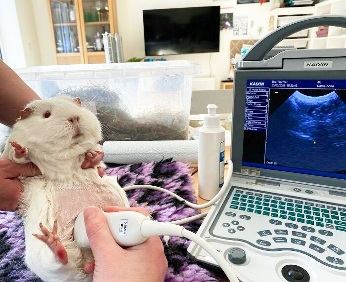 A Veterinarian Specializing In Tiny Animals Purchased The Elite 5600 Last Week, And We Were Delighted To Receive This Picture Over The Weekend Of A Fetal Skull On A Pregnant Guinea Pig