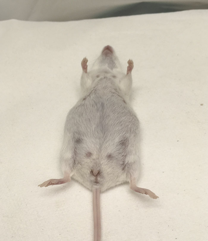 This Pregnant Mouse