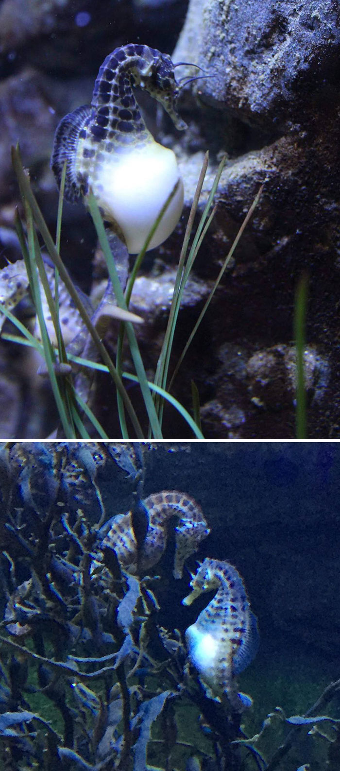 So The Male Carries The Baby In The Sea Horse World