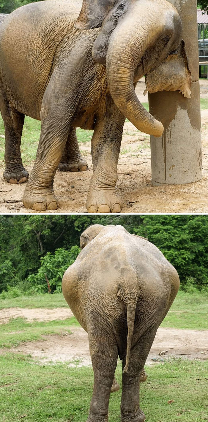 My Name Is Somboon. You’ll All Know Me As The Pregnant Elephant That, With Sri Nuan Marched The "Walk To Freedom In May 2019"