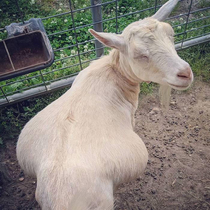 Happy Preggy Goat! Amelia Is Going To Be Giving Birth Soon