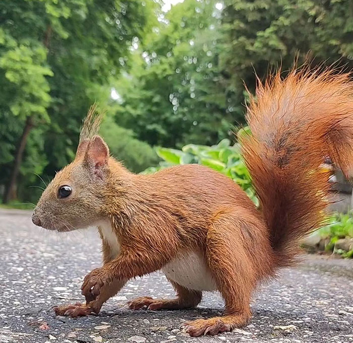 Pregnant Squirrel