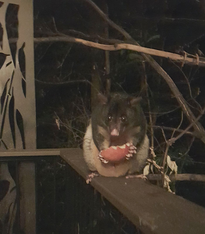 I Made Friends With A Pregnant Possum