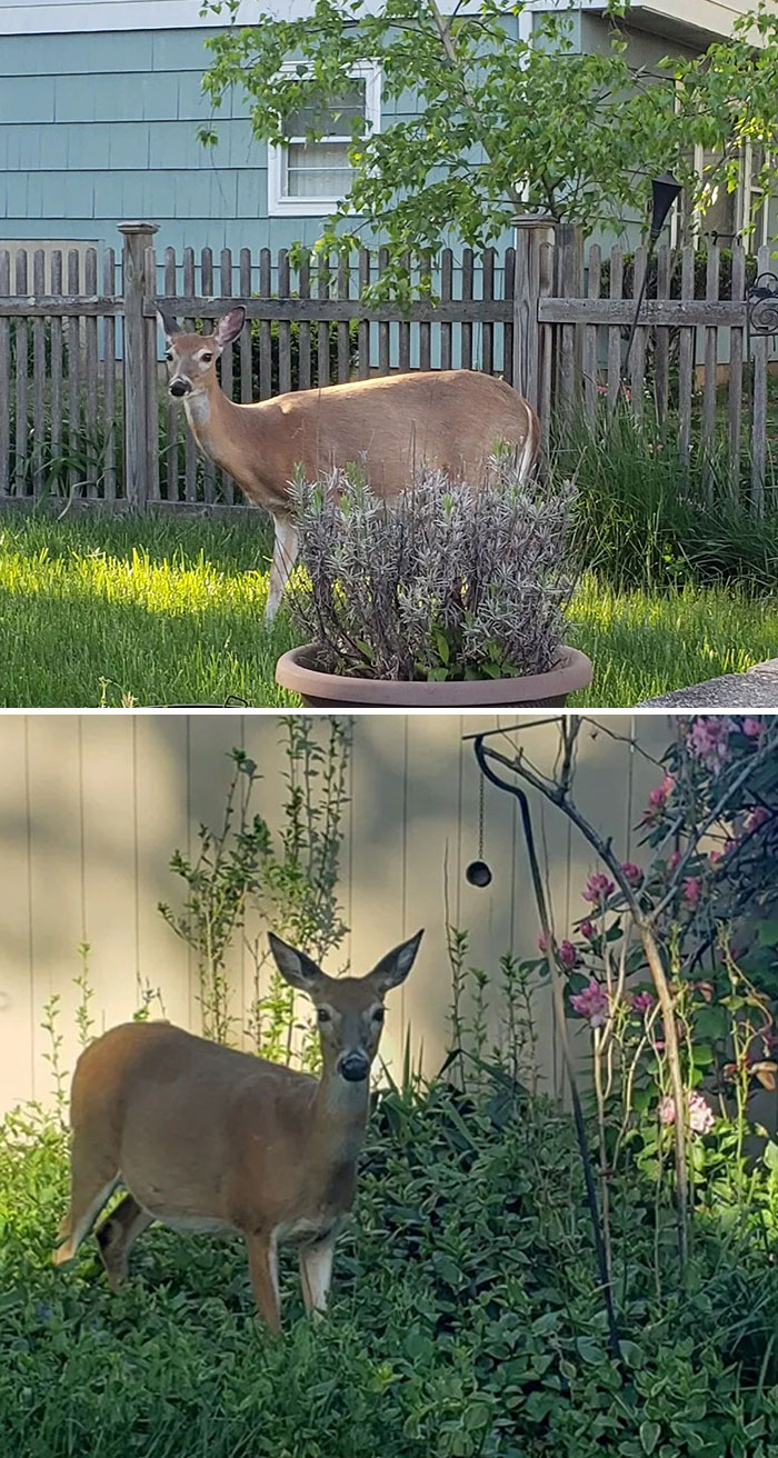 When A Very Pregnant Deer Shows Up In Your Yard, You Gotta Do A Mini Maternity Shoot