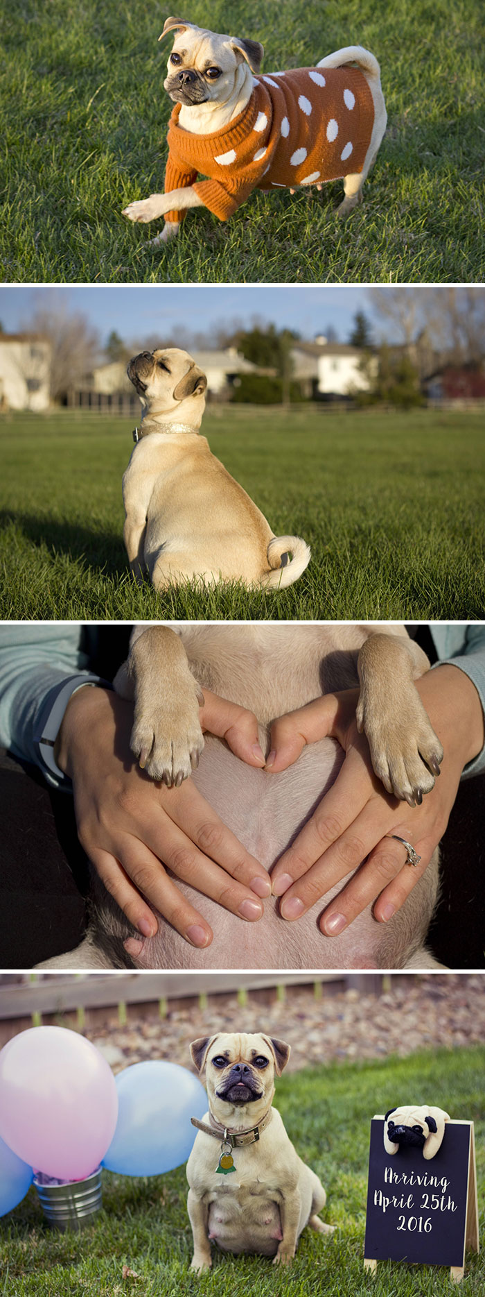 Olive's Maternity Shoot