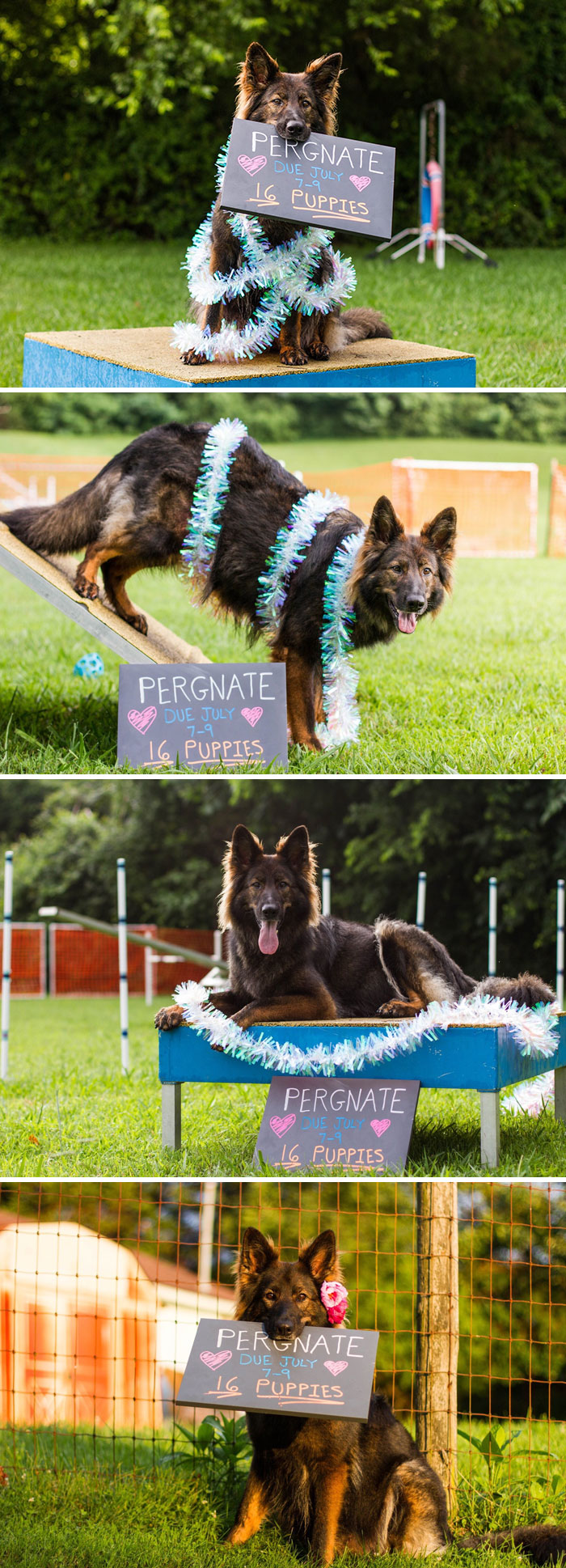 My Best Friend’s Dog Is Pregnant So I Did A Maternity Shoot