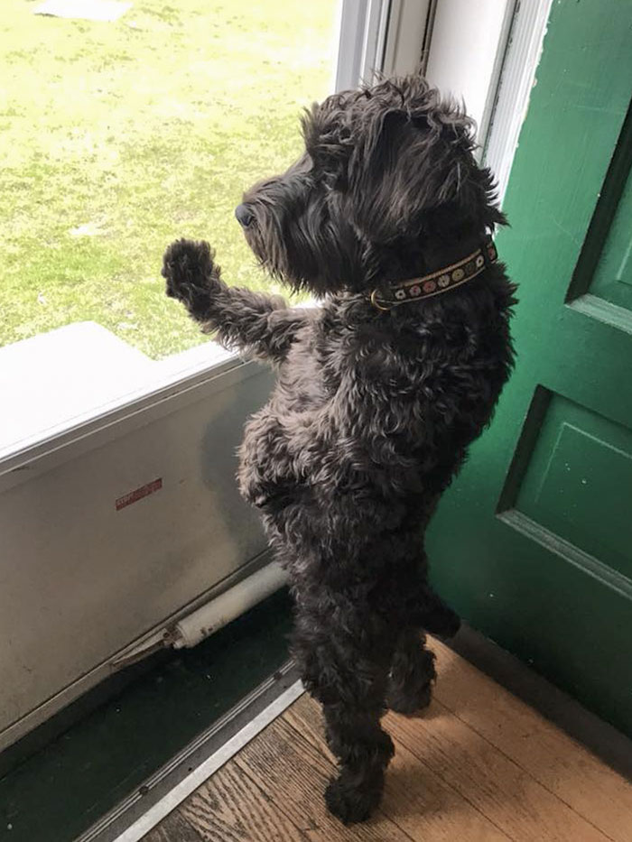 Pregnant Doggo Waits By The Window For Her Husband To Return Home From The War