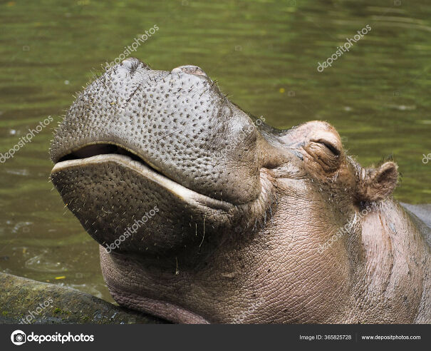 depositphotos_365825728-stock-photo-funny-cute-looking-smiling-hippopotamus.jpg