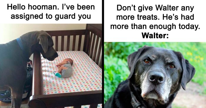 88 Memes For People Who’d Rather Be With Their Dog Right Now