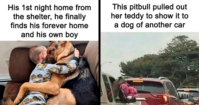 88 Dog Memes To Make Your Day Much Brighter