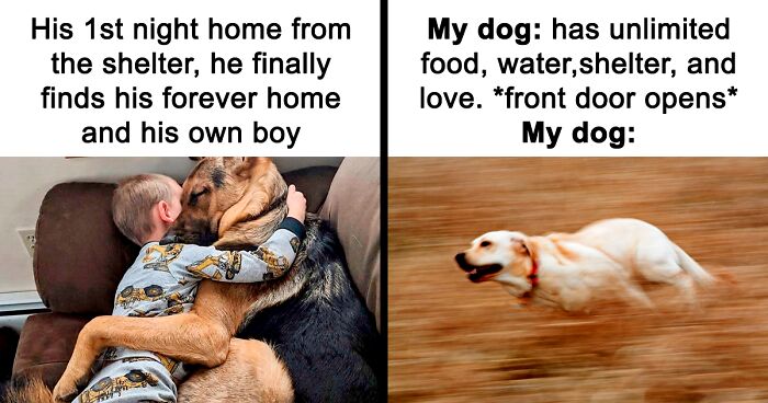 88 Hilarious K9 Memes For Dog Lovers Who Can't Get Enough