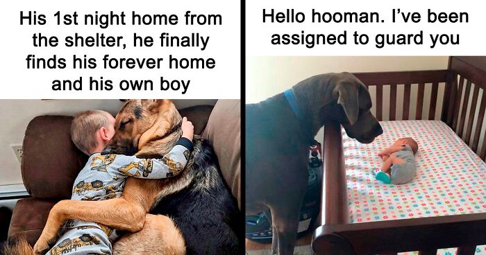 ‘I'd Rather Be With My Dog’: 88 Memes For Dog Lovers