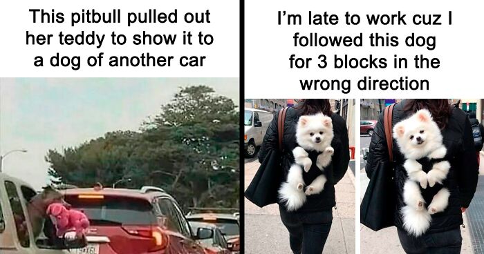 This IG Page Is Home To Hilarious Dog Memes, Here Are 88 Of The Best