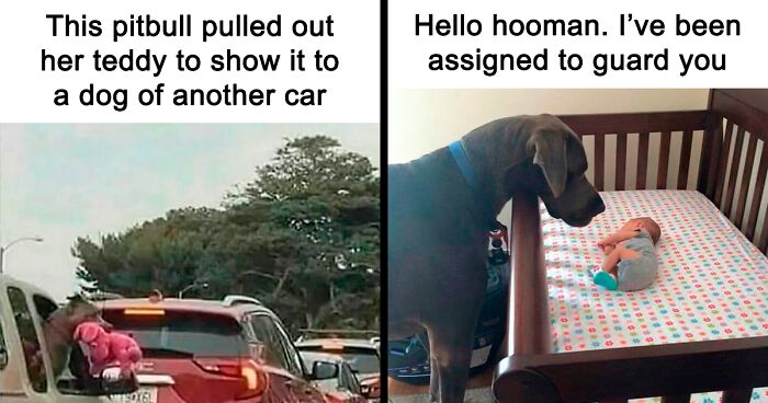 88 Memes Perfect For Dog Owners And Lovers Alike