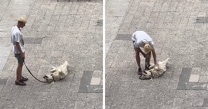 Video Of Guy Trying To Convince His Dog To Keep Walking Home Goes Viral As The Dog Refuses To Move