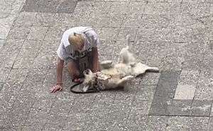 Video Of Guy Trying To Convince His Dog To Keep Walking Home Goes Viral As The Dog Refuses To Move