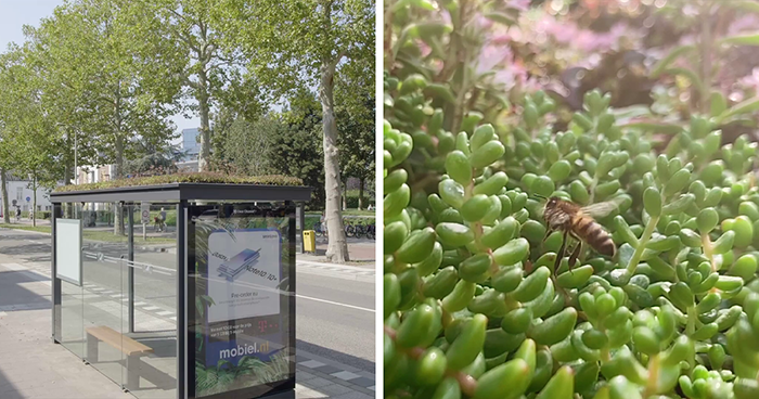 People Online Are Amazed By Dutch City That Recently Installed Over 300 Green-Roofed Bus Stops