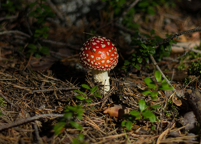 "My Entire Family Was In Hospital": Family Finds Out Mushroom Book Was AI-Generated