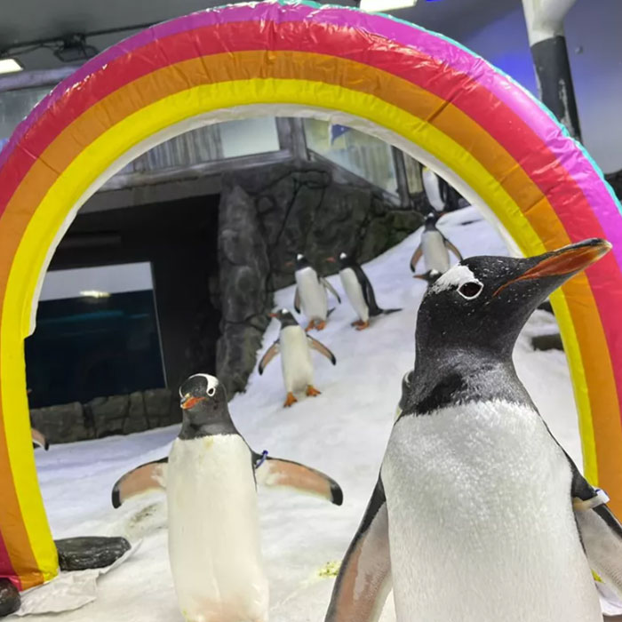 Gentoo Penguin Sings Farewell To Sphen, Leaving Behind His Gay Partner Magic In Tearful Scene