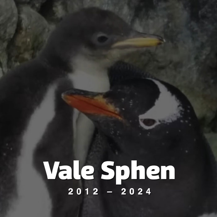 Gentoo Penguin Sings Farewell To Sphen, Leaving Behind His Gay Partner Magic In Tearful Scene