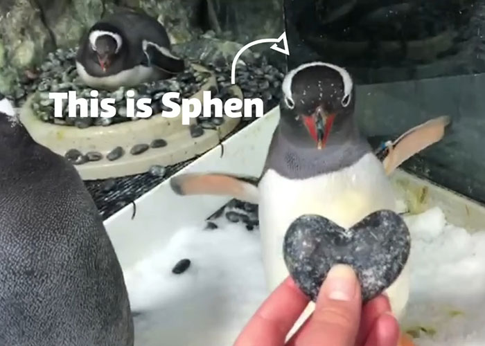 Gentoo Penguin Sings Farewell To Sphen, Leaving Behind His Gay Partner Magic In Tearful Scene