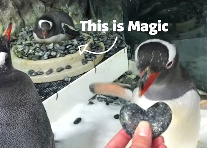 Gentoo Penguin Sings Farewell To Sphen, Leaving Behind His Gay Partner Magic In Tearful Scene