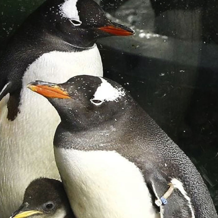 Gentoo Penguin Sings Farewell To Sphen, Leaving Behind His Gay Partner Magic In Tearful Scene