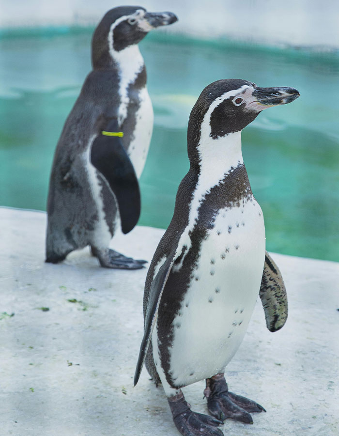 Gentoo Penguin Sings Farewell To Sphen, Leaving Behind His Gay Partner Magic In Tearful Scene